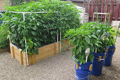 SIP Raised Bed and Bucket Systems