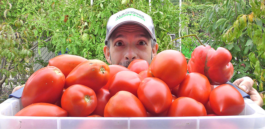 Albopepper's Al Gracian Holds Large Tray of Tomatoes Albopepper's Al Gracian Holds Large Tray of Tomatoes