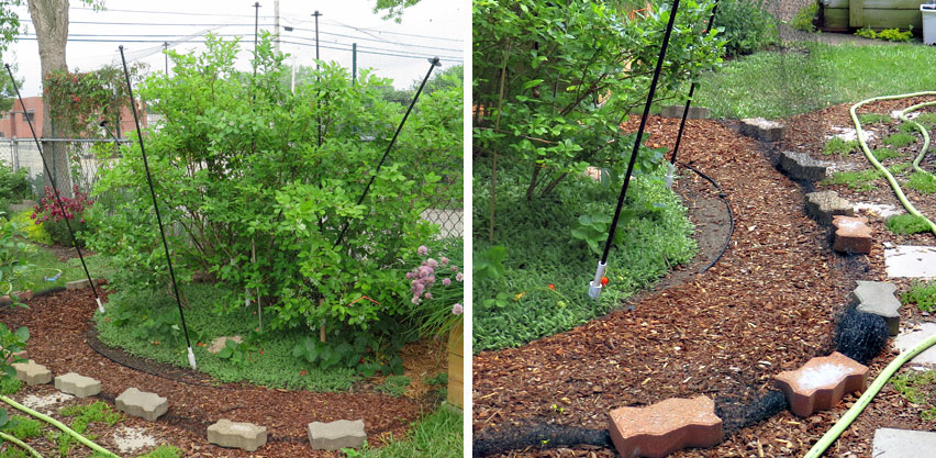 Blueberries & strawberries protected by bird proof netting elevated with garden stakes