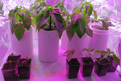 Growing Self-watering Pepper Seedlings Indoors LED Lights