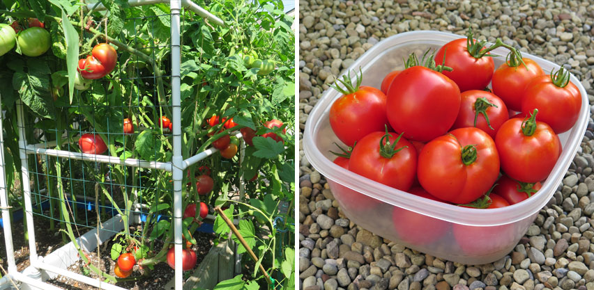 Tomato Plants Grown in SIP Bed + Harvested Tomatoes