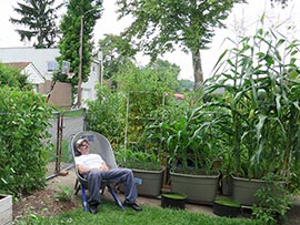 Gardening in self-watering tote containers: Organic Corn -Al Gracian