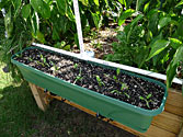 Albo-grow Box (2011) - Spinach seedlings grown in window box