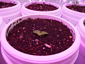 Albo-stein: Butterhead Container Lettuce seedling grown in wicking SIP
