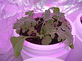 Albo-stein: Young Arugula growing in self-watering planter