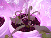 Albo-stein: Young Baby Spinach growing in self-watering planter