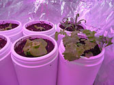 Albo-stein: Indoor self-watering salad garden Day 15b