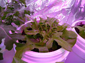 Albo-stein: Sub-irrigated oak leaf lettuce growing well