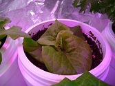 Albo-stein: Butterhead container lettuce watered with sub-irrigation