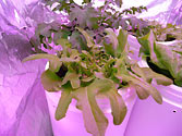 Albo-stein: Oak leaf lettuce growth is unrestricted due to self-watering