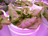 Albo-stein: Butterhead container lettuce growing larger with the help of sub-irrigation