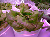 Albo-stein: Butterhead container lettuce a perfect candidate for SIP planters