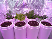 Albo-stein: Day 29 - Remaining SIP containers after harvest