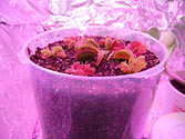 Venus Fly Traps grown in SIP CD / DVD Cases using sub-irrigation
