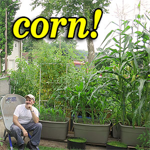How to Grow Corn in Self-watering SIP Totes! How to Grow Corn in Self-watering SIP Totes!