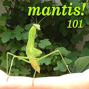Praying Mantis 101 Praying Mantis 101